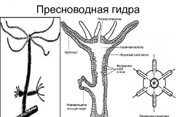 Kraken рабочее зеркало onion